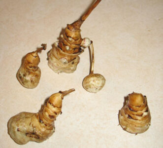 Recipe for Potato and Jerusalem Artichoke Latkes Image